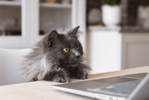 black fluffy cat seemingly looking at a computer screem